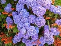 Hydrangea (purple / blue)