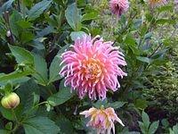 flower_TT7010131.JPG