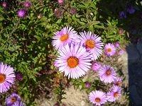 flowers_texture_TT000077.JPG