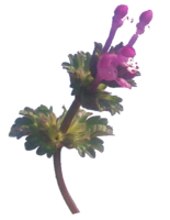 purple_spring_weed