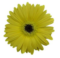 yellow_gerbera