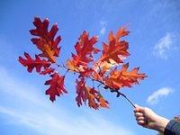 Autumn Leaves and Branches