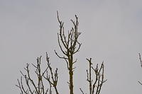 DSC_0154.JPG