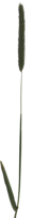 common_weed
