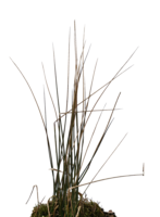 grass4