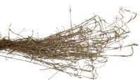 grass5