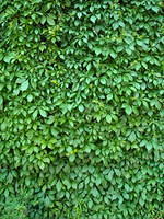ivy364