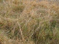long_brown_grass_TT000029.JPG