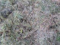 old_cutted_grass_TT7010117.JPG