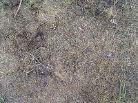 old_cutted_grass_TT7010118.JPG