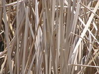 reeds_close_001
