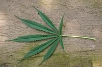 Cannabis_sativa01