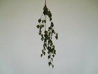TT7020130.JPG