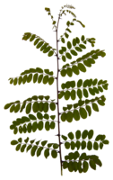 TT7020419.PNG