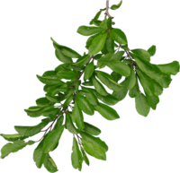 TT hiresbranch3