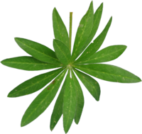 TT lupine leaf