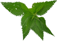 TT nettle