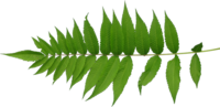 TT segmented leaf1 alpha