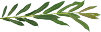 TT willow2