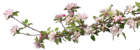 apfelbluete2