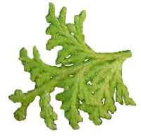 bush_leaf