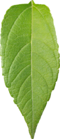 leaf1