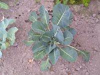 kohlrabi_plant_TT7010136.JPG