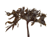 seaweed_alpha