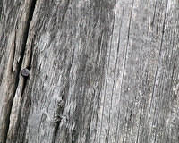 old wood with nail