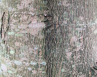 Silver Maple Bark