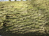 IMG_1546