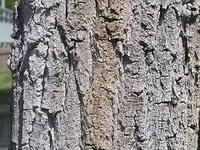 bark_002