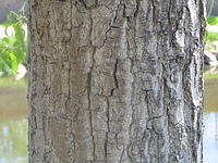 bark_003