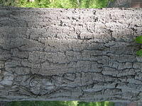 bark_004