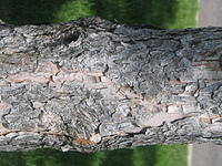 bark_008