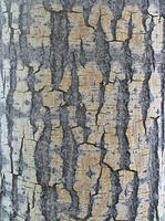 bark_013