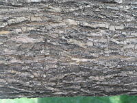 bark_014