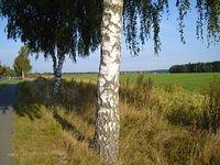 birch_tree_trunk_TT000013.JPG