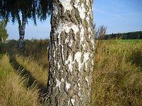 birch_tree_trunk_TT000015.JPG