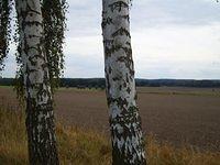 birch_tree_trunk_TT000028.JPG