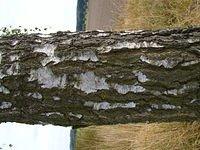 birch_tree_trunk_TT000030.JPG