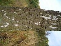 birch_tree_trunk_TT000035.JPG