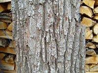 old_tree_bark_TT7010082.JPG