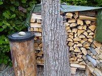 tree_bark_TT7010083.JPG