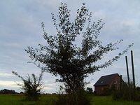 tree_bush_TT7010123.JPG