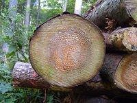 tree_disk_TT000046.JPG