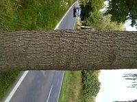 tree_trunk_TT000033.JPG