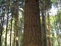 tree_trunk_TT000042.JPG