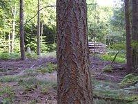 tree_trunk_TT000043.JPG