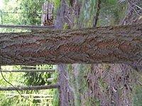 tree_trunk_TT000044.JPG